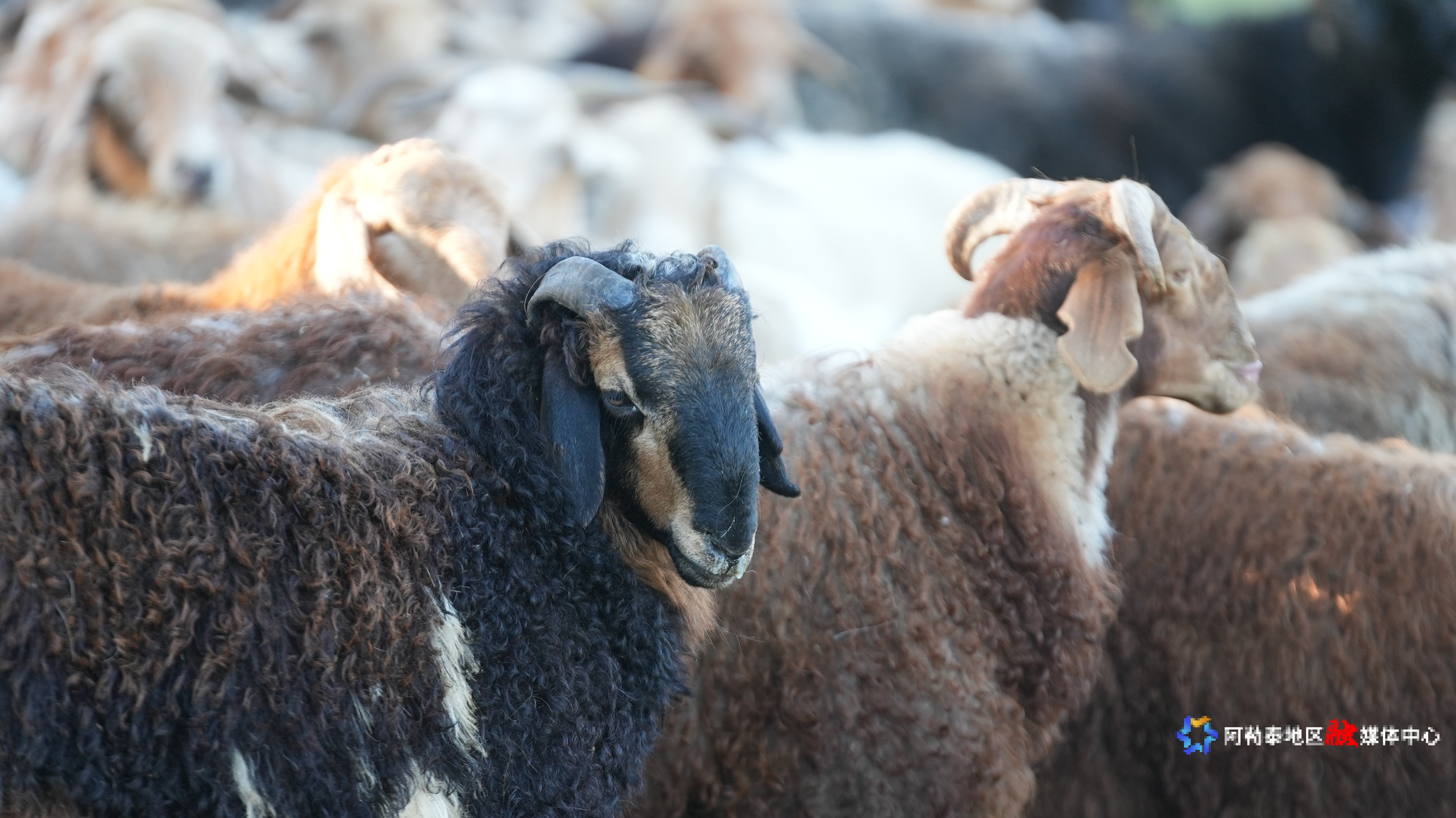 mmexport1753088801751