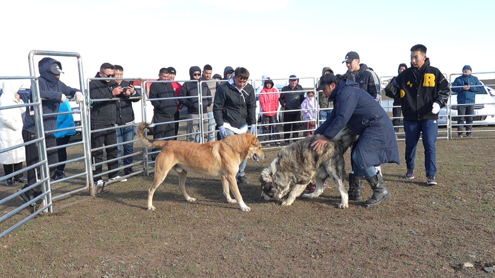 牧羊犬技能大赛上牧羊犬展现敏捷的身手天,展开力量与反应的较量。2