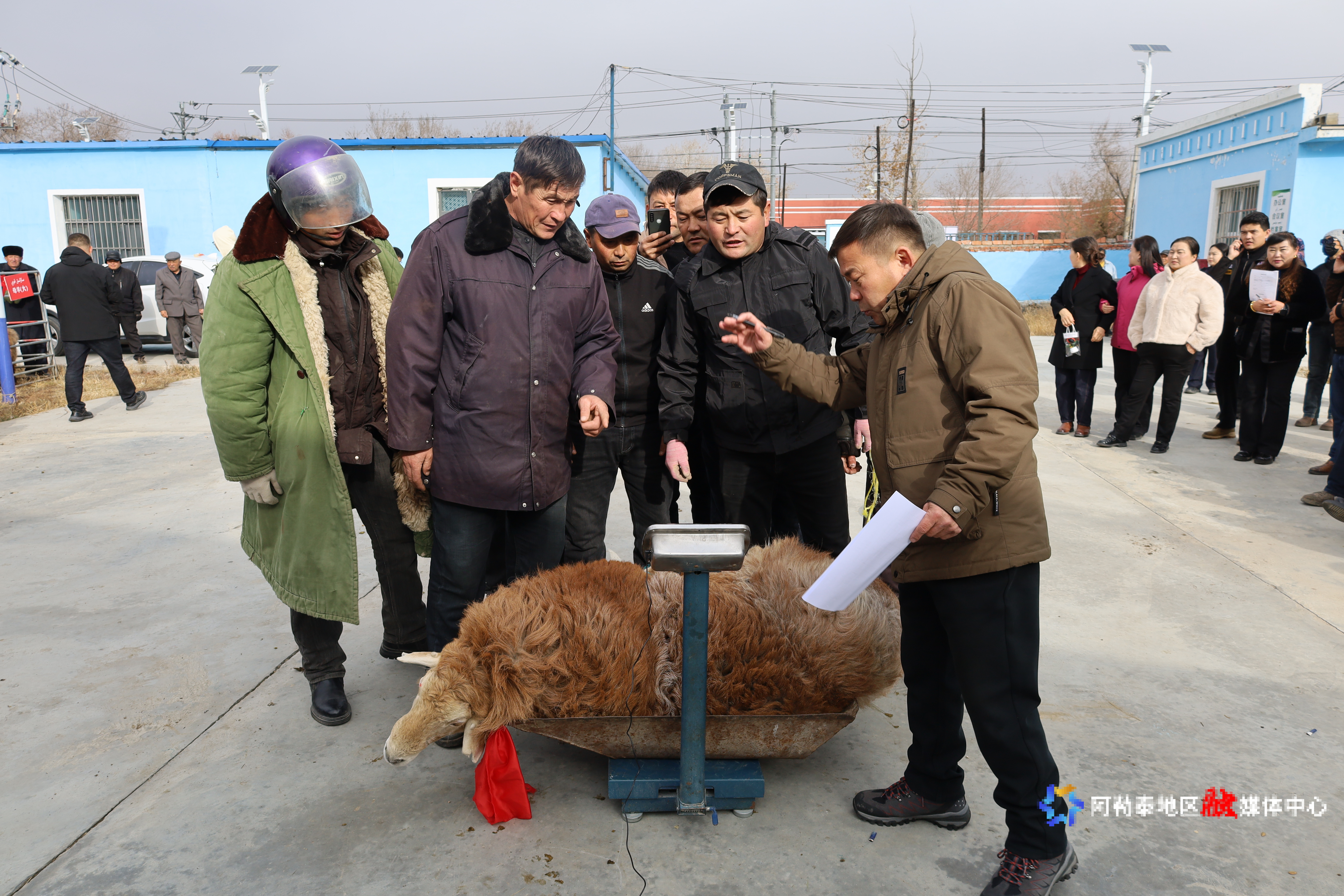 正在为村民的羊进行称重