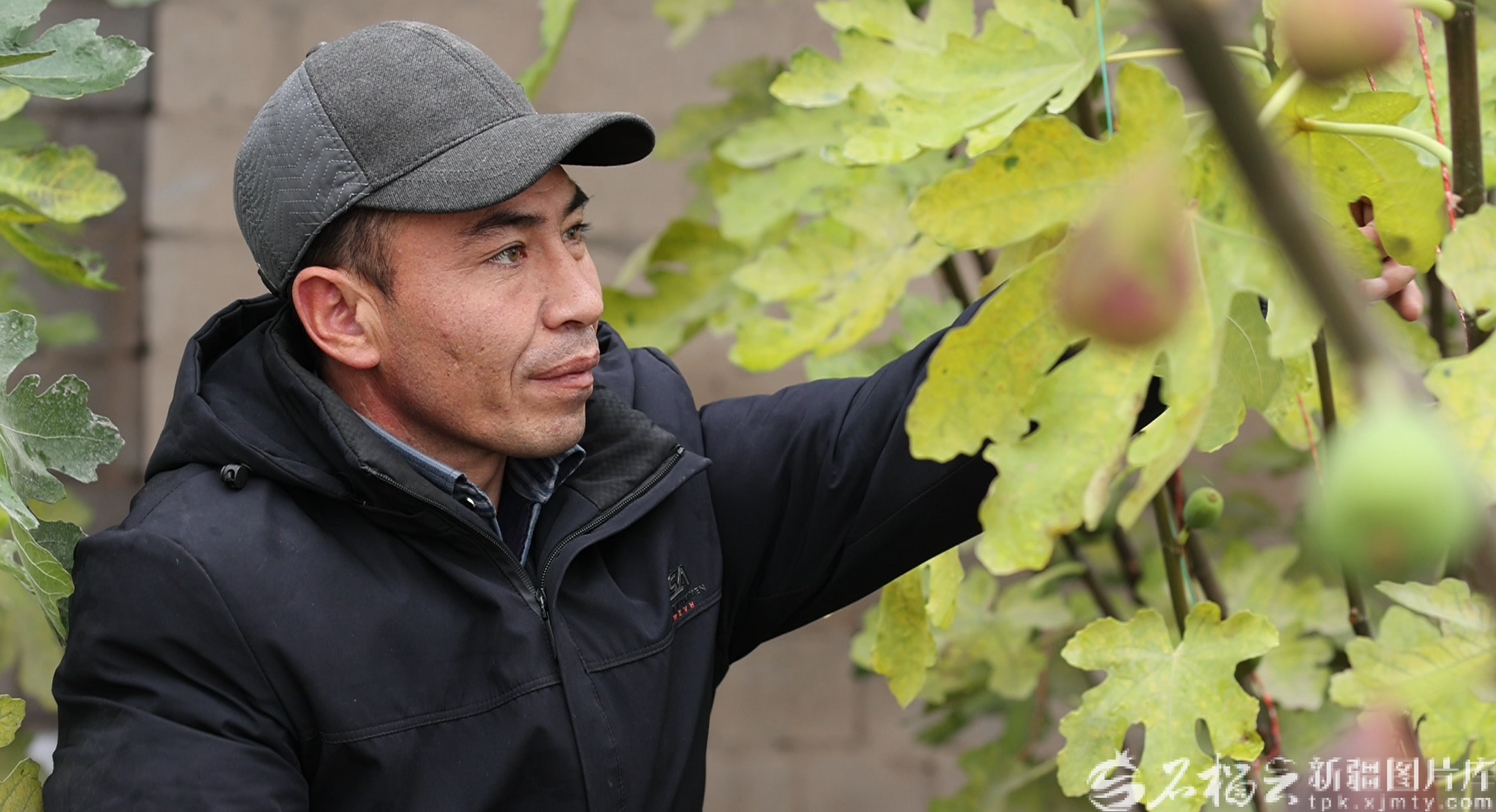 图为无花果大棚内种植户管护植株